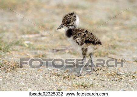 "Northern Lapwing, Peewit or Green Plover (Vanellus vanellus), chick standing on the beach, Apetlon, Lake Neusiedl, Burgenland, Austria, Europe" View Large Photo Image Stock Image - "Northern Lapwing, Peewit or Green Plover (Vanellus vanellus), chick standing on the beach, Apetlon, Lake Neusiedl, Burgenland, Austria, Europe". Fotosearch