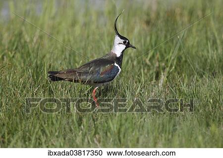 "Northern Lapwing (Vanellus vanellus) in a meadow, Burgenland, Austria, Europe" View Large Photo Image Stock Image - "Northern Lapwing (Vanellus vanellus) in a meadow, Burgenland, Austria, Europe". Fotosearch