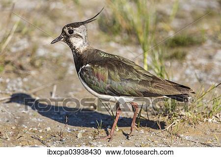 "Northern Lapwing (Vanellus vanellus) in breeding plumage, Seewinkel, Burgenland, Austria, Europe" View Large Photo Image Stock Image - "Northern Lapwing (Vanellus vanellus) in breeding plumage, Seewinkel, Burgenland, Austria, Europe". Fotosearch