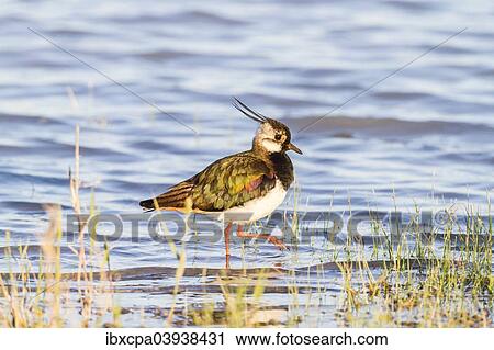 "Northern Lapwing (Vanellus vanellus) in breeding plumage, Seewinkel, Burgenland, Austria, Europe" View Large Photo Image Stock Image - "Northern Lapwing (Vanellus vanellus) in breeding plumage, Seewinkel, Burgenland, Austria, Europe". Fotosearch