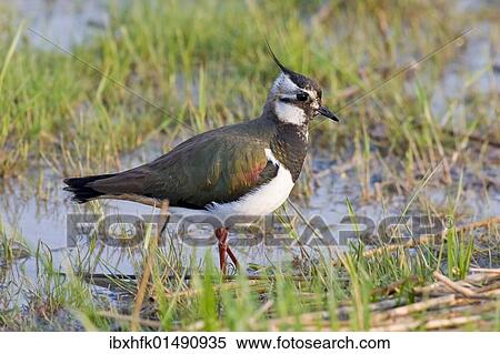 "Northern Lapwing (Vanellus vanellus), Apetlon, Burgenland, Austria, Europe" View Large Photo Image Stock Photography - "Northern Lapwing (Vanellus vanellus), Apetlon, Burgenland, Austria, Europe". Fotosearch