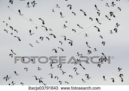"Northern Lapwings (Vanellus vanellus) in flight, Bislicher Insel nature reserve, North Rhine-Westphalia, Germany, Europe" View Large Photo Image Stock Image - "Northern Lapwings (Vanellus vanellus) in flight, Bislicher Insel nature reserve, North Rhine-Westphalia, Germany, Europe". Fotosearch