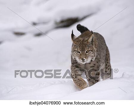 Stock Image - "Northern Lynx (Lynx lynx) walking through snow, Wildfreigehege Wildenburg, Kempfeld, Hunsruck National Park, Rhineland Palatinate, Germany, Europe". Fotosearch