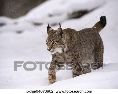 Stock Image - "Northern Lynx (Lynx lynx) walking through snow, Wildfreigehege Wildenburg, Kempfeld, Hunsruck National Park, Rhineland Palatinate, Germany, Europe". Fotosearch