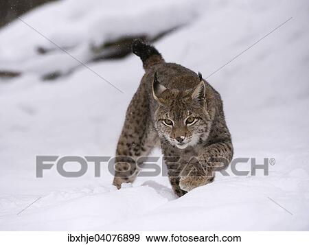 Stock Photo - "Northern Lynx (Lynx lynx) walking through snow, Wildfreigehege Wildenburg, Kempfeld, Hunsruck National Park, Rhineland Palatinate, Germany, Europe". Fotosearch