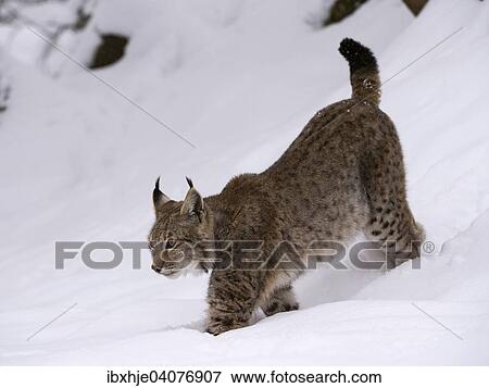 "Northern Lynx (Lynx lynx) walking through snow, Wildfreigehege Wildenburg, Kempfeld, Hunsruck National Park, Rhineland Palatinate, Germany, Europe" View Large Photo Image Stock Photo - "Northern Lynx (Lynx lynx) walking through snow, Wildfreigehege Wildenburg, Kempfeld, Hunsruck National Park, Rhineland Palatinate, Germany, Europe". Fotosearch