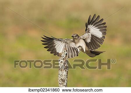 "Northern Mockingbird (Mimus polyglottos), adult landing, Starr County, Rio Grande Valley, South Texas, USA" View Large Photo Image Stock Image - "Northern Mockingbird (Mimus polyglottos), adult landing, Starr County, Rio Grande Valley, South Texas, USA". Fotosearch