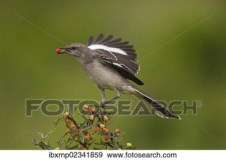 Stock Photo - "Northern Mockingbird (Mimus polyglottos), adult feeding on berries, Starr County, Rio Grande Valley, South Texas, USA". Fotosearch