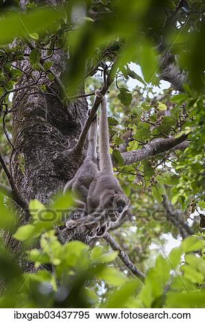 Stock Photography - "Northern Muriqui (Brachyteles hypoxanthus), critically endangered species, Caratinga, Minas Gerais, Brazil, South America". Fotosearch