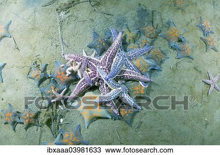 "Northern Pacific Seastar or Japanese Common Starfish (Asterias amurensis), Sea of Japan, Primorsky Krai, Russia, Europe" View Large Photo Image Stock Image - "Northern Pacific Seastar or Japanese Common Starfish (Asterias amurensis), Sea of Japan, Primorsky Krai, Russia, Europe". Fotosearch