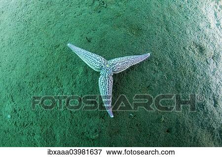 "Northern Pacific Seastar or Japanese Common Starfish (Asterias amurensis), Sea of Japan, Primorski Krai, Russia, Europe" View Large Photo Image Stock Photo - "Northern Pacific Seastar or Japanese Common Starfish (Asterias amurensis), Sea of Japan, Primorski Krai, Russia, Europe". Fotosearch