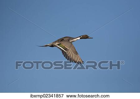 "Northern Pintail (Anas acuta), adult male flying, Bosque del Apache National Wildlife Refuge, New Mexico, USA" View Large Photo Image Stock Photo - "Northern Pintail (Anas acuta), adult male flying, Bosque del Apache National Wildlife Refuge, New Mexico, USA". Fotosearch