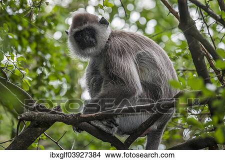 Picture - "Northern Plains Gray Langur (Semnopithecus entellus), captive, Western Cape Province, South Africa, Africa". Fotosearch