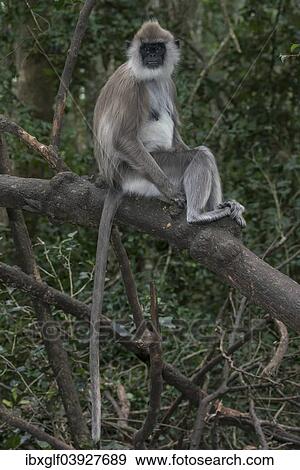 Stock Photo - "Northern Plains Gray Langur (Semnopithecus entellus), captive, Western Cape Province, South Africa, Africa". Fotosearch