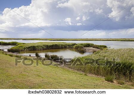 "Northern Salzensee, Westermarkelsdorf, Fehmarn island, Schleswig-Holstein, Germany, Europe" View Large Photo Image Stock Image - "Northern Salzensee, Westermarkelsdorf, Fehmarn island, Schleswig-Holstein, Germany, Europe". Fotosearch
