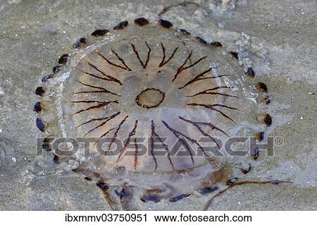 "Northern Sea Nettle (Chrysaora melanaster), jellyfish, East Frisian Islands, East Frisia, Lower Saxony, Germany, Europe" View Large Photo Image Stock Image - "Northern Sea Nettle (Chrysaora melanaster), jellyfish, East Frisian Islands, East Frisia, Lower Saxony, Germany, Europe". Fotosearch