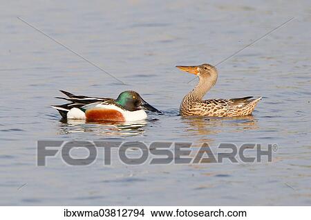 "Northern Shoveler (Anas clypeata), displaying pair North Rhine Westphalia, Deuschland" View Large Photo Image Picture - "Northern Shoveler (Anas clypeata), displaying pair North Rhine Westphalia, Deuschland". Fotosearch
