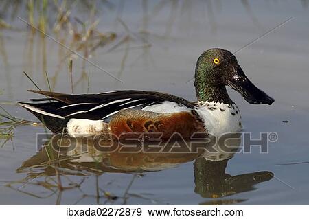 "Northern shoveler (Anas clypeata), drake floating, Lake Neusiedl, Burgenland, Austria, Europe" View Large Photo Image Stock Photo - "Northern shoveler (Anas clypeata), drake floating, Lake Neusiedl, Burgenland, Austria, Europe". Fotosearch