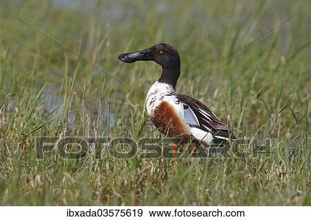 "Northern Shoveler (Anas clypeata), drake standing in a moist meadow, Illmitz, Burgenland, Austria, Europe" View Large Photo Image Stock Photo - "Northern Shoveler (Anas clypeata), drake standing in a moist meadow, Illmitz, Burgenland, Austria, Europe". Fotosearch