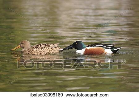 "Northern Shoveler (Anas clypeata), female and male, Thuringia, Germany, Europe" View Large Photo Image Stock Photo - "Northern Shoveler (Anas clypeata), female and male, Thuringia, Germany, Europe". Fotosearch