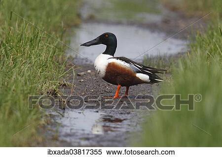 "Northern Shoveler (Anas clypeata), drake on dirt road, Burgenland, Austria, Europe" View Large Photo Image Stock Photography - "Northern Shoveler (Anas clypeata), drake on dirt road, Burgenland, Austria, Europe". Fotosearch