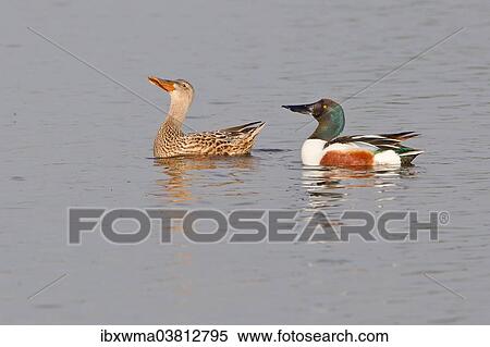 "Northern Shoveler (Anas clypeata), displaying pair North Rhine Westphalia, Deuschland" View Large Photo Image Stock Photography - "Northern Shoveler (Anas clypeata), displaying pair North Rhine Westphalia, Deuschland". Fotosearch