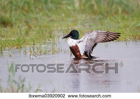 Stock Image - "Northern Shoveller (Anas clypeata), drake beating its wings, Lake Neusiedl, Austria, Europe". Fotosearch