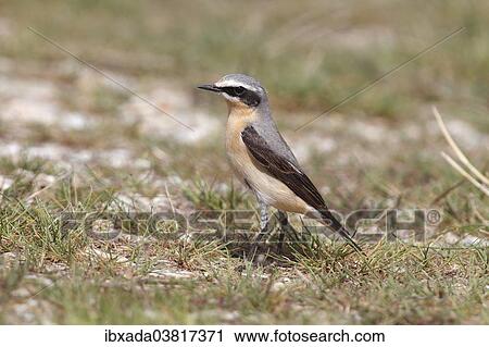 "Northern Wheatear (Oenanthe oenanthe), male on the ground, Burgenland, Austria, Europe" View Large Photo Image Stock Image - "Northern Wheatear (Oenanthe oenanthe), male on the ground, Burgenland, Austria, Europe". Fotosearch