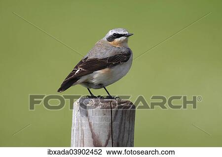 "Northern Wheatear (Oenanthe Oenanthe), male perched on a fence post, Lauwersmeer National Park, Holland, The Netherlands, Europe" View Large Photo Image Stock Image - "Northern Wheatear (Oenanthe Oenanthe), male perched on a fence post, Lauwersmeer National Park, Holland, The Netherlands, Europe". Fotosearch