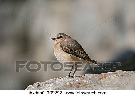 "Northern Wheatear (Oenanthe oenanthe), males in eclipse plumage, Austria, Europe" View Large Photo Image Stock Image - "Northern Wheatear (Oenanthe oenanthe), males in eclipse plumage, Austria, Europe". Fotosearch