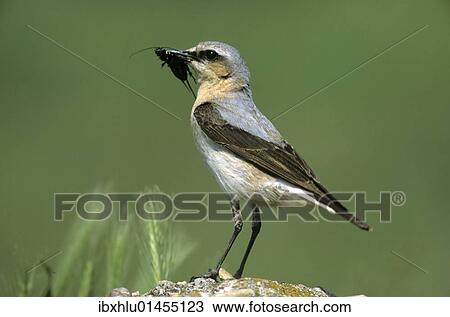 "Northern Wheatear (Oenanthe oenanthe), female with food for its young, Hortobagy, Hungary, Europe" View Large Photo Image Stock Image - "Northern Wheatear (Oenanthe oenanthe), female with food for its young, Hortobagy, Hungary, Europe". Fotosearch