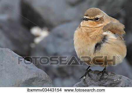 Picture - "Northern Wheatear or Wheatear (Oenanthe oenanthe), East Frisian Islands, East Frisia, Lower Saxony, Germany, Europe". Fotosearch