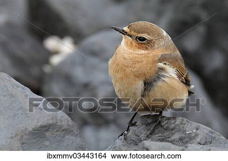"Northern Wheatear or Wheatear (Oenanthe oenanthe), East Frisian Islands, East Frisia, Lower Saxony, Germany, Europe" View Large Photo Image Picture - "Northern Wheatear or Wheatear (Oenanthe oenanthe), East Frisian Islands, East Frisia, Lower Saxony, Germany, Europe". Fotosearch