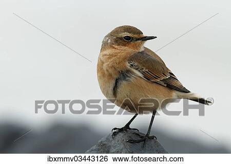 "Northern Wheatear or Wheatear (Oenanthe Oenanthe), during the autumnal migration, East Frisian Islands, East Frisia, Lower Saxony, Germany, Europe" View Large Photo Image Stock Photograph - "Northern Wheatear or Wheatear (Oenanthe Oenanthe), during the autumnal migration, East Frisian Islands, East Frisia, Lower Saxony, Germany, Europe". Fotosearch