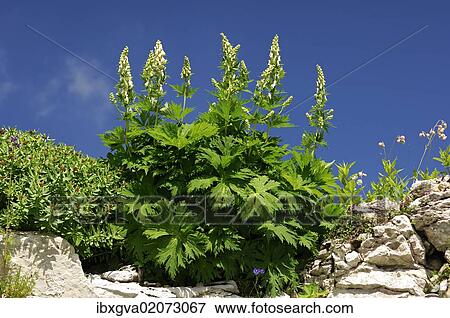 "Northern Wolfsbane (Aconitum lycoctonum), Switzerland, Europe" View Large Photo Image Stock Photo - "Northern Wolfsbane (Aconitum lycoctonum), Switzerland, Europe". Fotosearch