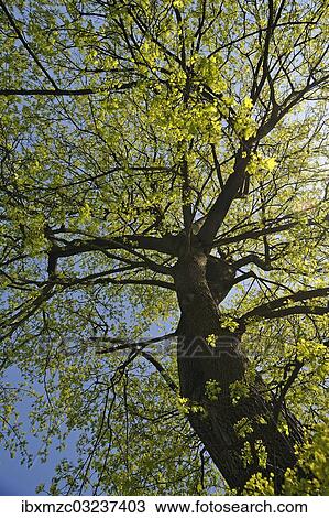 "Norway Maple (Acer platanoides) in April, Nuremberg, Middle Franconia, Bavaria, Germany, Europe" View Large Photo Image Stock Image - "Norway Maple (Acer platanoides) in April, Nuremberg, Middle Franconia, Bavaria, Germany, Europe". Fotosearch
