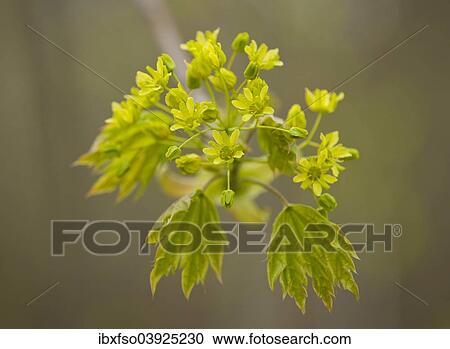 Stock Image - "Norway Maple (Acer platanoides), flowering, Thuringia, Germany, Europe". Fotosearch