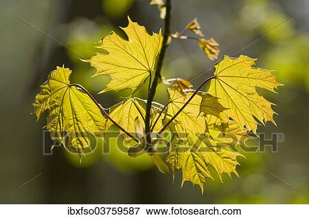 "Norway Maple (Acer platanoides), branch with leaves, Thuringia, Germany, Europe" View Large Photo Image Stock Photo - "Norway Maple (Acer platanoides), branch with leaves, Thuringia, Germany, Europe". Fotosearch