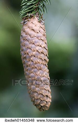 "Norway Spruce (Picea abies), cone" View Large Photo Image Stock Photo - "Norway Spruce (Picea abies), cone". Fotosearch