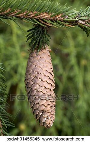 "Norway Spruce (Picea abies), cone" View Large Photo Image Stock Photography - "Norway Spruce (Picea abies), cone". Fotosearch