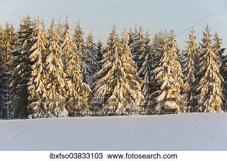 "Norway spruce (Picea abies) covered with snow in the evening light, Thuringia, Thuringian Forest, Germany, Europe" View Large Photo Image Stock Image - "Norway spruce (Picea abies) covered with snow in the evening light, Thuringia, Thuringian Forest, Germany, Europe". Fotosearch