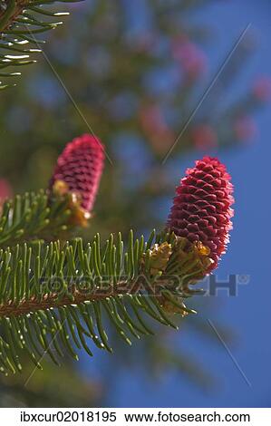 "Norway spruce (Picea abies), female inflorescences, Burgkwald forest near Karolinenfield, eastern Thuringia, Germany, Europe" View Large Photo Image Stock Photography - "Norway spruce (Picea abies), female inflorescences, Burgkwald forest near Karolinenfield, eastern Thuringia, Germany, Europe". Fotosearch