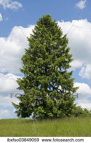 "Norway Spruce (Picea abies), Thuringia, Germany, Europe" View Large Photo Image Stock Photo - "Norway Spruce (Picea abies), Thuringia, Germany, Europe". Fotosearch