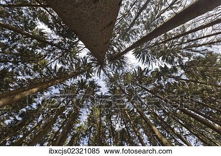 "Norway Spruce (Picea abies), wide-angle view, worm's eye view, Bergisches Land region, North Rhine-Westphalia, Germany, Europe" View Large Photo Image Stock Photography - "Norway Spruce (Picea abies), wide-angle view, worm's eye view, Bergisches Land region, North Rhine-Westphalia, Germany, Europe". Fotosearch