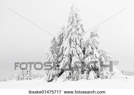 "Norway spruce (Picea) in snow, winter, Kahler Asten, Winterberg, Rothaargebirge mountains, Sauerland region, North Rhine-Westphalia, Germany, Europe" View Large Photo Image Stock Photo - "Norway spruce (Picea) in snow, winter, Kahler Asten, Winterberg, Rothaargebirge mountains, Sauerland region, North Rhine-Westphalia, Germany, Europe". Fotosearch