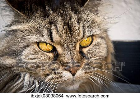 "Norwegian Forest Cat, domestic cat, portrait" View Large Photo Image Picture - "Norwegian Forest Cat, domestic cat, portrait". Fotosearch