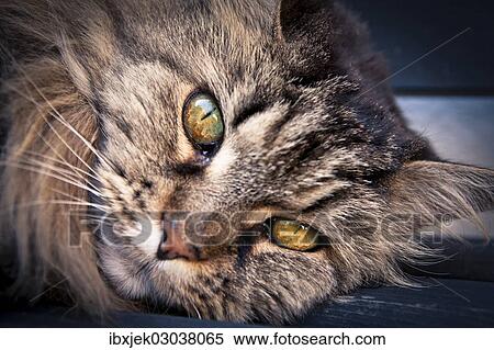 Stock Photography - "Norwegian Forest Cat, domestic cat, portrait". Fotosearch