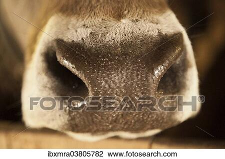 "Nose of an Austrian cow, Brown Swiss, with water beads" View Large Photo Image Stock Image - "Nose of an Austrian cow, Brown Swiss, with water beads". Fotosearch