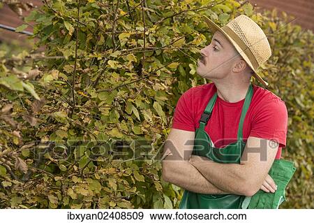 Nosy neighbour looking over the hedge View Large Photo Image Stock Photo - Nosy neighbour looking over the hedge. Fotosearch