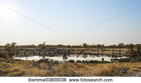 Stock Photo - "Nuamses waterhole, Etosha National Park, Namibia, Africa". Fotosearch
